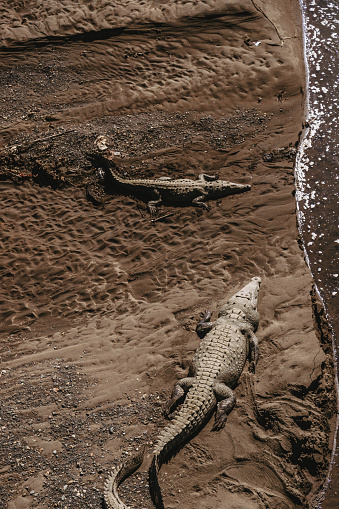 Saltwater American crocodiles, the Rio Tarcoles near the Carara Wildlife Refuge in Costa Rica. The Tarcoles River is one of the most populated crocodile rivers in the world.