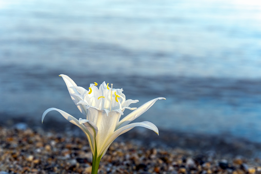 The white flower growing on a beach