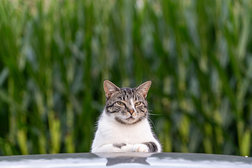 A cat is standing on a car hood, looking at the camera. The cat is white and black, and it is curious about the camera. The scene is peaceful and calm, with the cat looking out into the distance