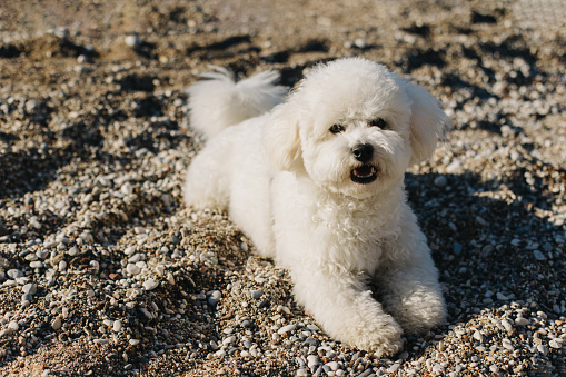 Cute Bichon Frise puppy walking on a beach. Portrait of a little dog.
