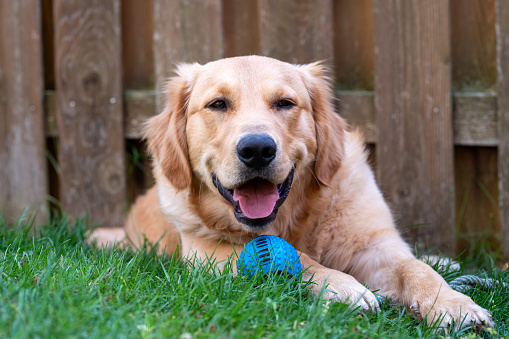 A happy golden retriever is laying on the grass with a blue ball in its mouth. The dog appears to be enjoying its time playing with the ball