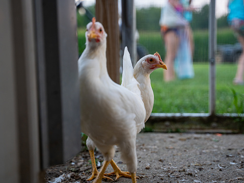 Two white chickens standing next to each other in a yard. One of the chickens is looking at the camera