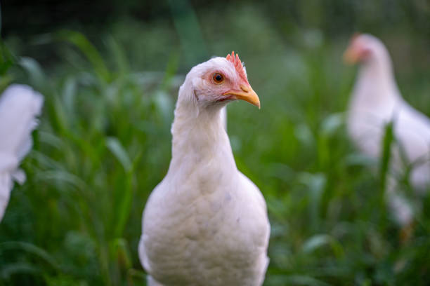 A white chicken is standing in a field of grass. The chicken is looking at the camera. The scene is peaceful and calm