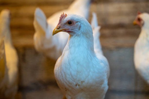 istock A chicken is standing in front of other chickens 2115276446