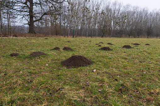 A mound of dirt - a mole from a mole in the green grass. Garden pests