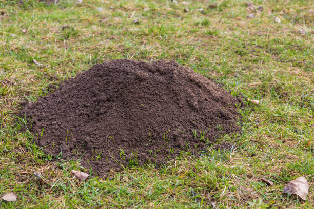 istock A mound of dirt - a mole from a mole in the green grass. Garden pests 2115285266