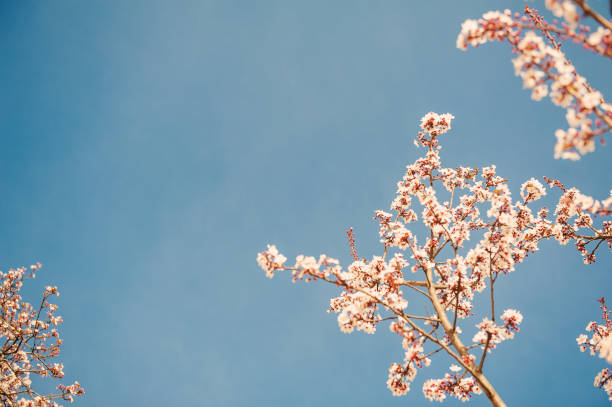 Beautiful spring and summer background with pink cherry blossom and blue clear sky