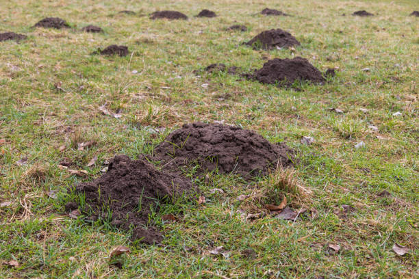 istock A mound of dirt - a mole from a mole in the green grass. Garden pests 2115289423