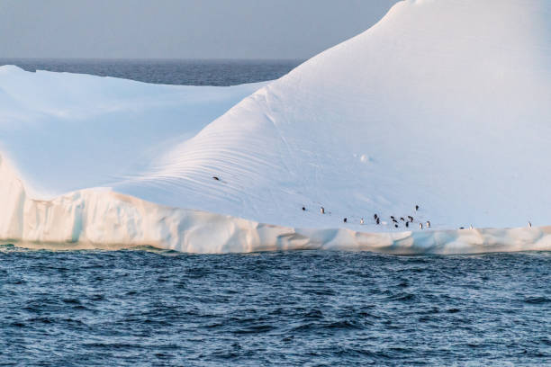 istock Gentoo Penguins in Antarctica 2115333284