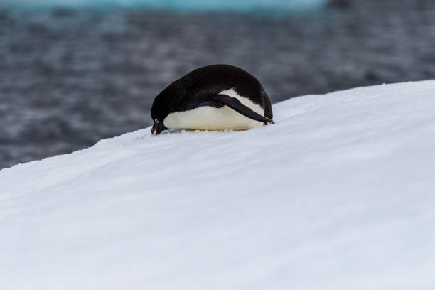 istock Adelie Penguin standing on an iceberg 2115333310