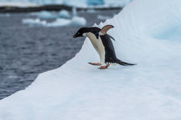 istock Adelie Penguin standing on an iceberg 2115333640