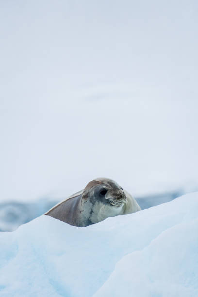 istock Close-up of a Weddell seal 2115333835