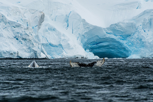 Close-up of the tail of a diving humpback whale -Megaptera novaeangliae. Image taken in the Graham passage, near Charlotte Bay, Antarctic Peninsula.