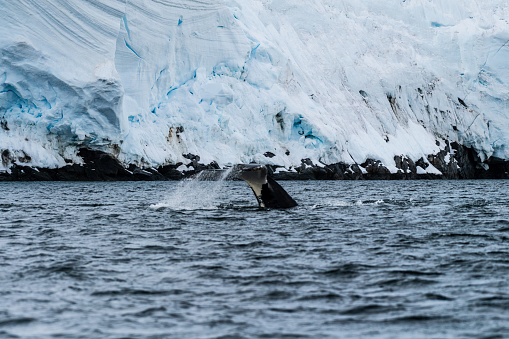 Close-up of the tail of a diving humpback whale -Megaptera novaeangliae. Image taken in the Graham passage, near Charlotte Bay, Antarctic Peninsula.