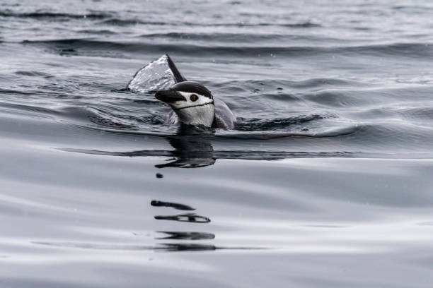 Telephoto of a group of Adelie Penguins - Pygoscelis adeliae- jumping and swimming among the Antarctic sea ice. Antarctic Peninsula.