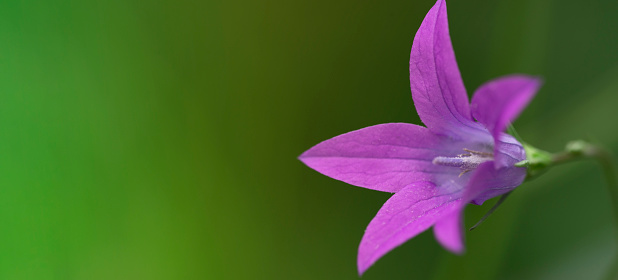 Aubrieta deltoidea (family Cruciferae), also purple rockcress. Trailing plant widely cultivated in rock gardens