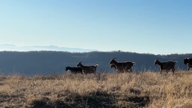 Herd of wild goat walk at high altitude mountain pasture, slow motion