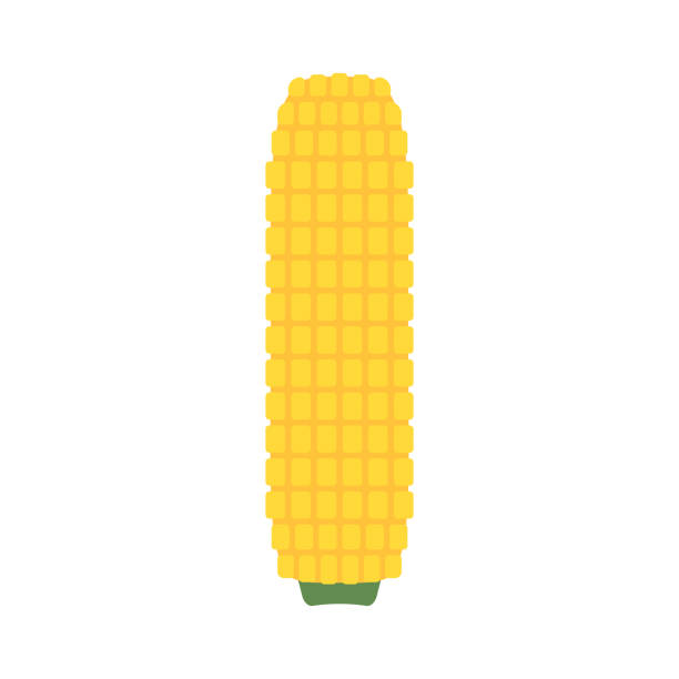 corn isolated vector .halves and grains in different angles on a white. corn vector. - corn seed cross section raw stock illustrations