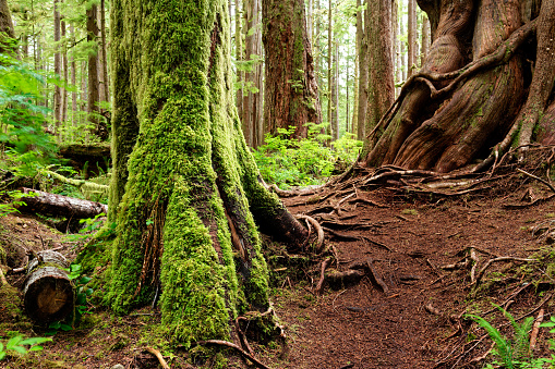 Western red cedar grove at Avatar Grove, Port Renfrew, Vancouver Island, BC Canada