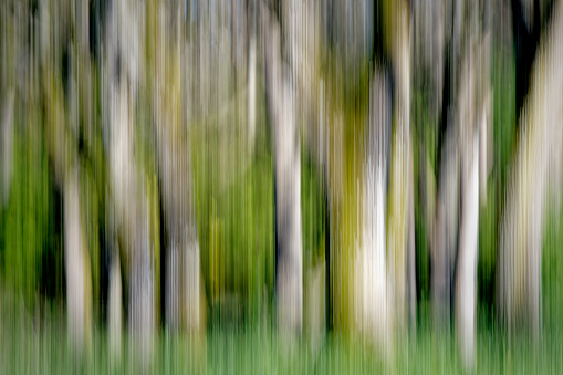 Intentional camera movement of a forest at Playfair Park, Victoria, BC Canada