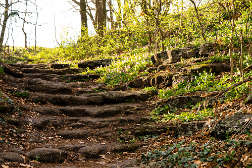Stairs made of basalt in the woods on the Somló Hill on a sunny day in springtime. There are flowers next to the stairs.