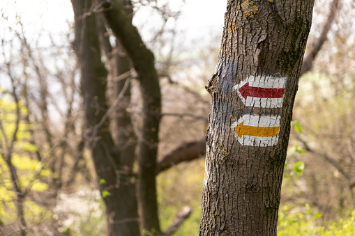 Close-up picture of tourist signs on a tree in the woods on a sunny day. The signs refers the red and the yellow hiking trails on the Somló Hill.