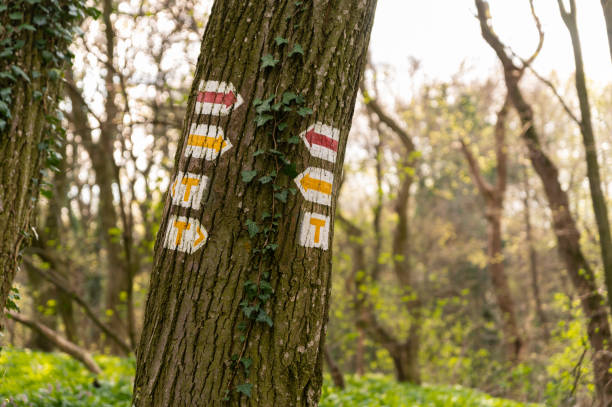 istock Tourist signs on a tree in the woods 2115370718