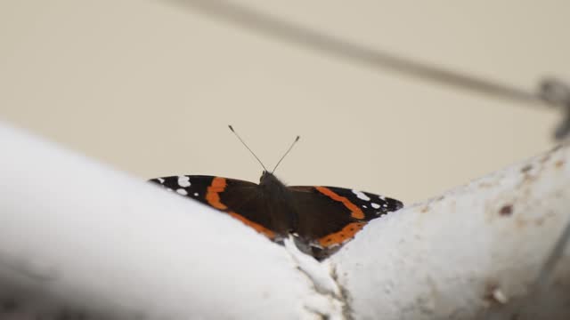 Red Admiral, Vanessa atalanta, perched on garden fence