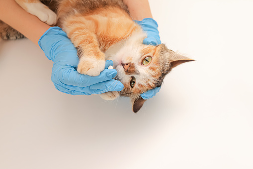 Cute tricolor cat getting a pill from veterinarians hand on white background. cat refuses medication. veterinary clinic, pet treatment concept