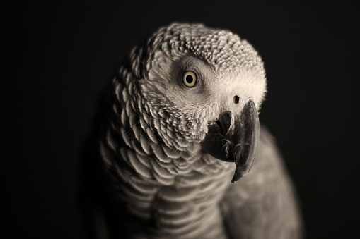 A sulfur crested cockatoo against a black background.