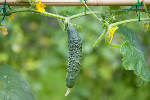 Close-up of cucumber (Bedfordshire Prize ridged cucumbers) growing on a plant in an English garden in summer, UK