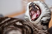a cat yawning, indoor close up, shallow depth of field