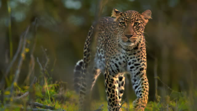 Alert Leopard Spotted Walking in Maasai Mara Reserve
