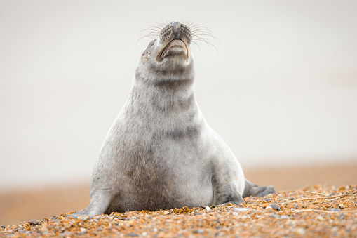 Grey seal pup (Halichoerus grypus) sniffing the air, alone on a beach in winter, Norfolk coast, UK