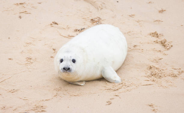 istock White grey seal pup alone on the beach Horsey Gap, Norfolk, UK 2115396501