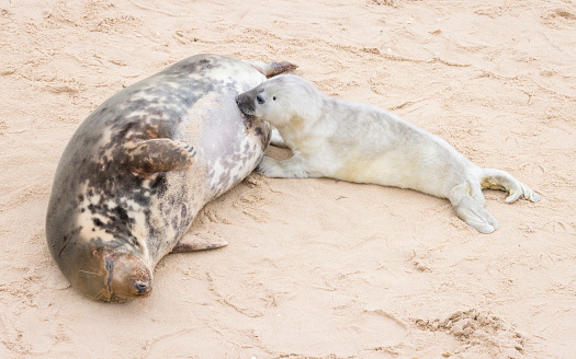 Grey seal (Halichoerus grypus) pup suckling from its mother on a beach in winter. Horsey Gap, Norfolk, UK