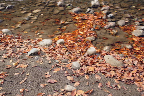 Autumn forest mountains fallen leaves river landscape. High quality photo