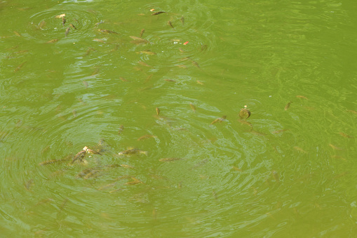 Carps in the river. Carp actively feeds on the surface of the water. High resolution photo. Selective focus.