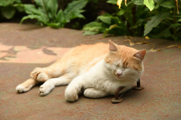 Cat sleeping on a rusty piece of metal. High resolution photo. Selective focus.
