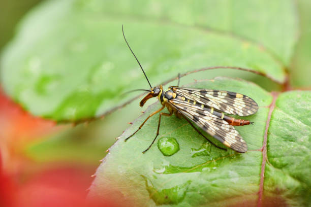 Female Scorpion Fly Mecoptera Panorpa Communis Insect on Green Leaf Macro. High resolution photo. Selective focus.