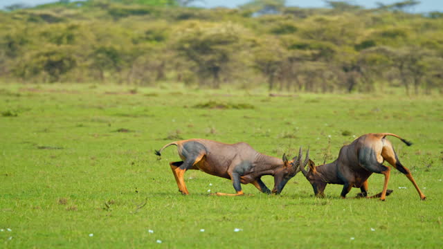 SLO MO Two Topi Antelopes Fighting in Masai Mara National Reserve