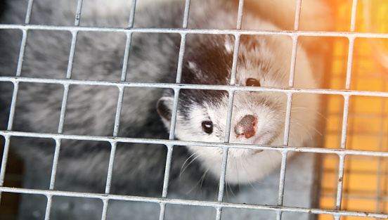 Fur farm. A gray mink in a cage looks through the bars.