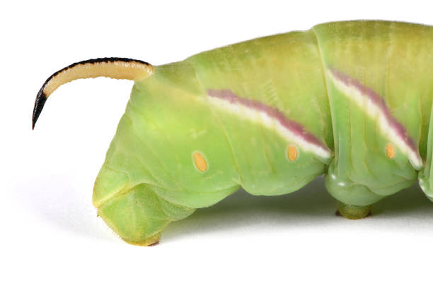 Acherontia Atropos