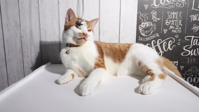 A ginger cat plays pranks with a woman's jewelry on a cord. Black choker on a cord with an elegant heart-shaped pendant.