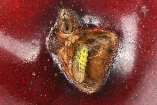 Ladybug larva in cherry. Extreme closeup. High resolution photo. Full depth of field.
