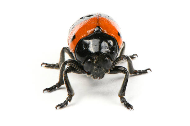 The Burying beetle (Nicrophorus vespilloides) The Burying beetle (Nicrophorus vespilloides) isolated on white background. High resolution photo. Full depth of field. beetle silphidae stock pictures, royalty-free photos & images