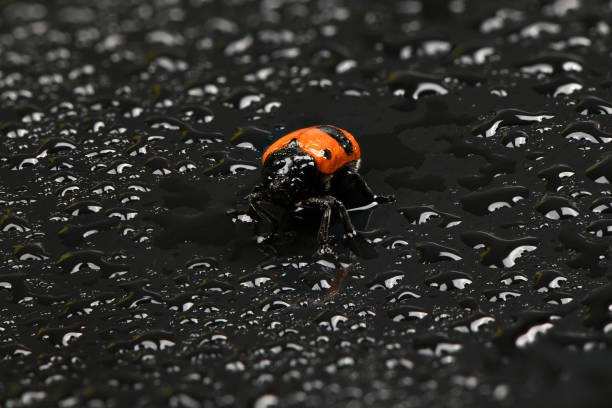 The Burying beetle (Nicrophorus vespilloides) The Burying beetle (Nicrophorus vespilloides) on water drops background. High resolution photo. Full depth of field. beetle silphidae stock pictures, royalty-free photos & images