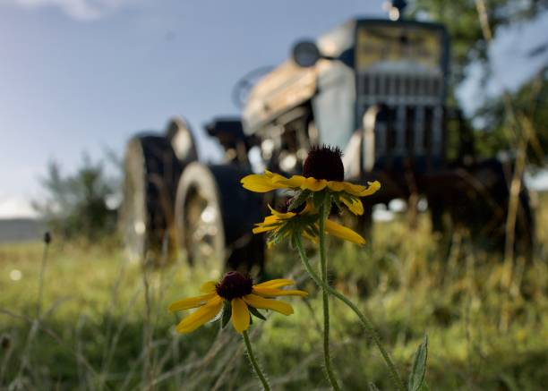 Flowers in front of an antique tractor