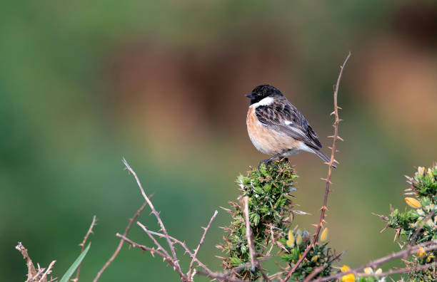 istock Male European Stonechat perched on a branch. 2115425599