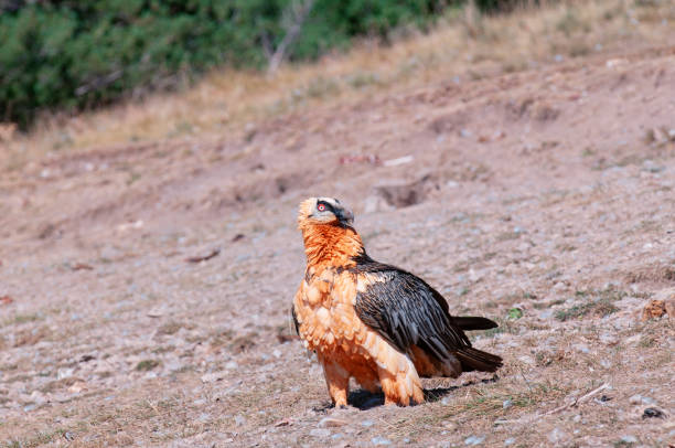 istock Bearded Vulture in the Pyrenees, Spain. 2115426100